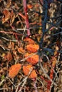 Branch with spikes and red leaves of wild rose of on the background of rotten grass Royalty Free Stock Photo