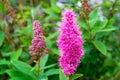 Branch of Spirea or Spiraea Shrub. Blooming Spirea pink small flowers anf leaves background. Purple Spirea Shrub foliage. Japanese