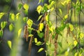 Branch of a spring birch tree