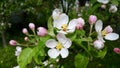 Beautiful branch of spring blooming apple tree Royalty Free Stock Photo