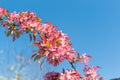 A branch of spring blooming apple tree with bright pink flowers blooms in the park against a background of light blue sky Royalty Free Stock Photo