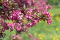 A branch of spring blooming apple tree with bright pink flowers blooms in the park, garden against a background of green grass Royalty Free Stock Photo