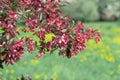 A branch of spring blooming apple tree with bright pink red flowers blooms in the park against a background of light grass Royalty Free Stock Photo