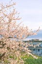 Branch of spring blooming tree Royalty Free Stock Photo
