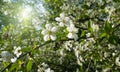 Branch of spring blooming tree with white flowers Royalty Free Stock Photo
