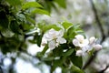 Branch of a spring blossoming apple tree. Royalty Free Stock Photo