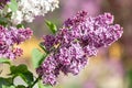 Branch of spring blossoming purpure pink lilac with green leafs. Closeup lilac. Background of flowers. Nature and plants Royalty Free Stock Photo