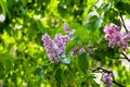 Branch with spring blossoms pink lilac flowers, bright blooming floral background Royalty Free Stock Photo