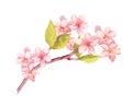 Branch of apple blossom, cherry tree flowers sakura . Vintage watercolor botanical illustration Royalty Free Stock Photo