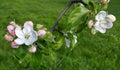 Branch of a spring flowering apple-tree