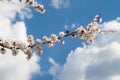 Branch of spring flowering apple tree with blue sky background Royalty Free Stock Photo