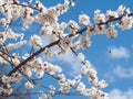 Branch of spring flowering apple tree with blue sky background Royalty Free Stock Photo