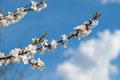 Branch of spring flowering apple tree with blue sky background Royalty Free Stock Photo