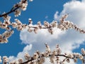 Branch of spring flowering apple tree with blue sky background Royalty Free Stock Photo