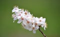 Branch with spring flowers