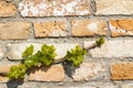 branch of spring vine on the brick wall