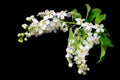 A branch with spring white cherry blossoms on a black background Royalty Free Stock Photo