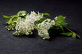 A branch with spring white cherry blossoms on a black background Royalty Free Stock Photo