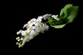 A branch with spring white cherry blossoms on a black background Royalty Free Stock Photo