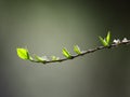 Branch with sprouting leaves with ice. Nature background