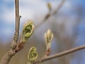 Branch with sprouting leaf buds of a speckled alder tree