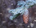 Branch spruce with cone sprinkled with snow