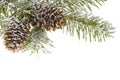 Branch spruce and cones