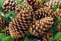 Branch spruce green brown cone close-up, rustic pattern winter t