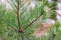 Branch of spruce with green needles closeup