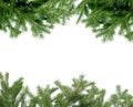 Branch spruce Isolated