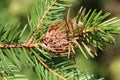 Branch of spruce with Pineapple gall adelgid or Adelges abietis