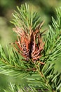 Branch of spruce with Pineapple gall adelgid or Adelges abietis Royalty Free Stock Photo