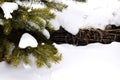 The branch of spruce in the snow