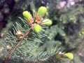 Branch spruce spring. Flowering spruce. Smereka