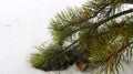 Branch of spruce. spring snow photography