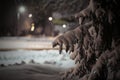 A branch of spruce under snow at night Royalty Free Stock Photo