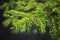 A branch of spruce with young needles on a blurred green background Royalty Free Stock Photo