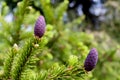 Branch of spruce with young purple pine cones in spring.