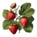 branch with strawberry vintage illustration