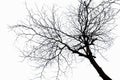 Branch structure of tree and death wood Royalty Free Stock Photo