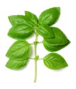 Branch of fresh green sweet basil, Genovese or great basil from above