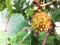 Branch of sweet chestnut with fruits and leaves. The sweet chestnut is the tree on which the edible chestnut grows, a Royalty Free Stock Photo