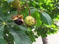 Branch of sweet chestnut with fruits and leaves. The sweet chestnut is the tree on which the edible chestnut grows, a Royalty Free Stock Photo