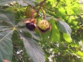 Branch of sweet chestnut with fruits and leaves. The sweet chestnut is the tree on which the edible chestnut grows, a Royalty Free Stock Photo