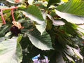 Branch of sweet chestnut with fruits and leaves. The sweet chestnut is the tree on which the edible chestnut grows, a Royalty Free Stock Photo