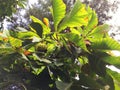 Branch of sweet chestnut with fruits and leaves. The sweet chestnut is the tree on which the edible chestnut grows, a Royalty Free Stock Photo