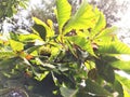 Branch of sweet chestnut with fruits and leaves. The sweet chestnut is the tree on which the edible chestnut grows, a Royalty Free Stock Photo