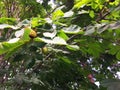 Branch of sweet chestnut with fruits and leaves. The sweet chestnut is the tree on which the edible chestnut grows, a Royalty Free Stock Photo