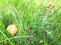 Branch of sweet chestnut with fruits and leaves. The sweet chestnut is the tree on which the edible chestnut grows, a Royalty Free Stock Photo