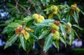 A branch of a sweet chestnut tree showing the fruit and leaves Royalty Free Stock Photo